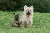 CAIRN TERRIER 515